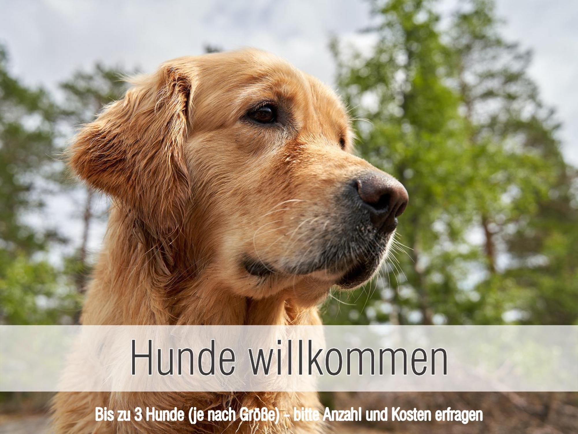 Huette41: Ganze Huette Nah Am See Mit Privatem Whirlpool, Sauna. Umzaeunt. Waldkirchen Exteriör bild